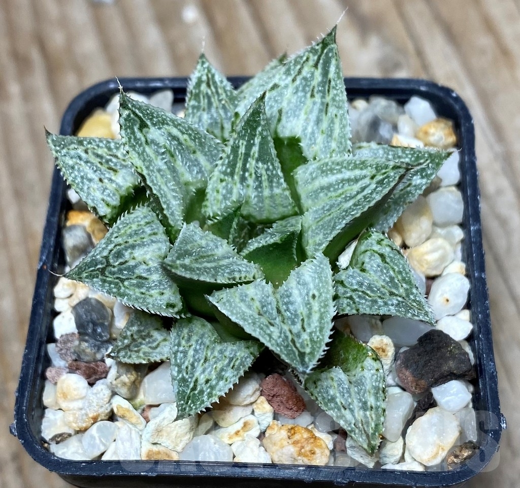 SHPR13338 Haworthia 'Ginsekai' hybrid