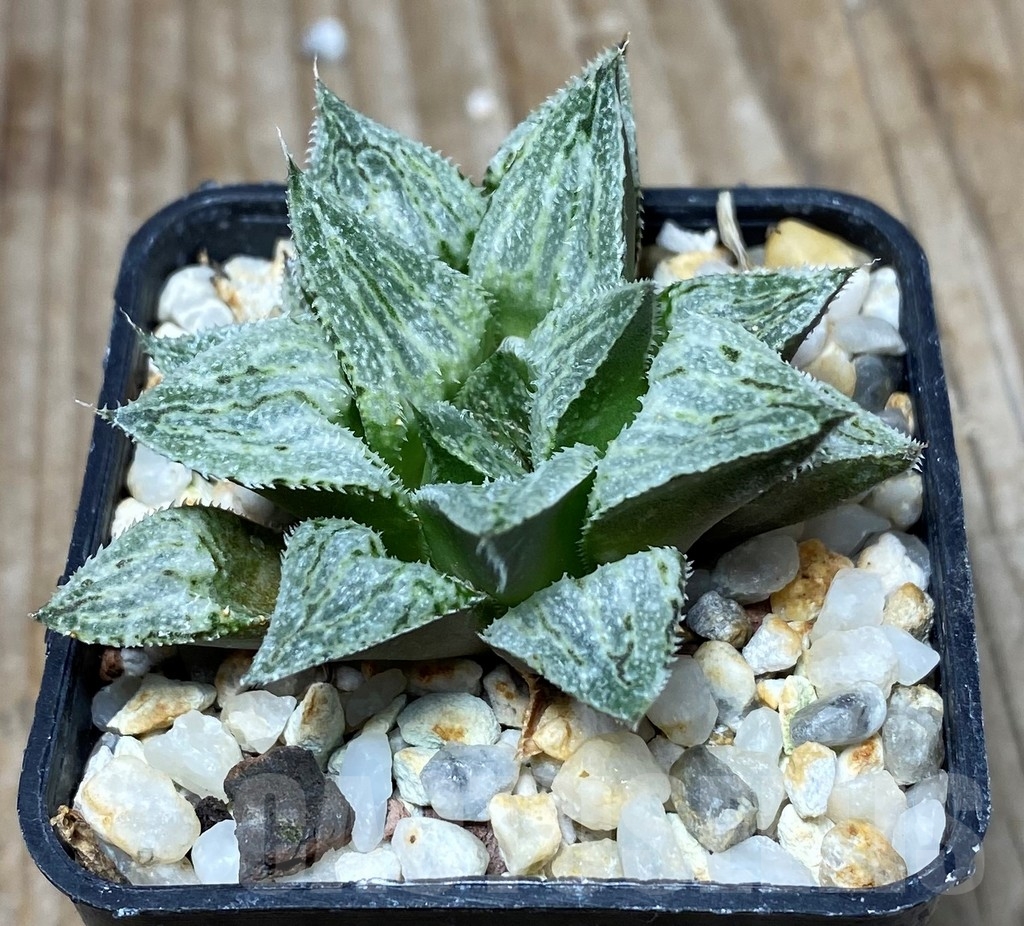 SHPR13338 Haworthia 'Ginsekai' hybrid – Bild 2