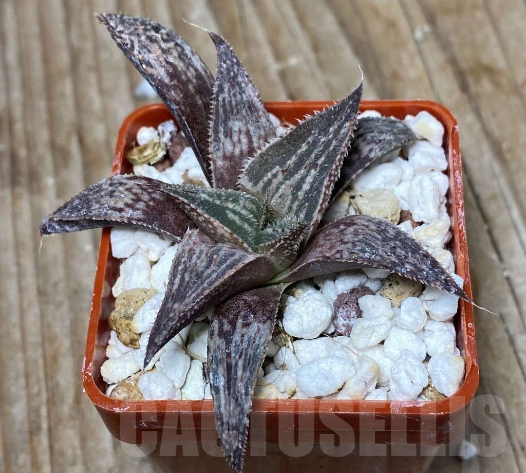 SHPR13339 Haworthia 'Bev's wonder' F2 SH – Bild 2