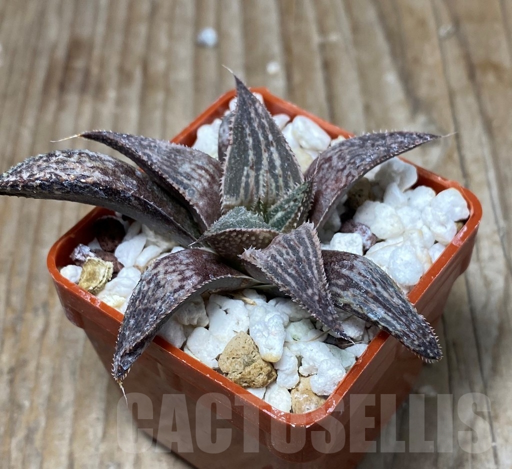 SHPR13339 Haworthia 'Bev's wonder' F2 SH