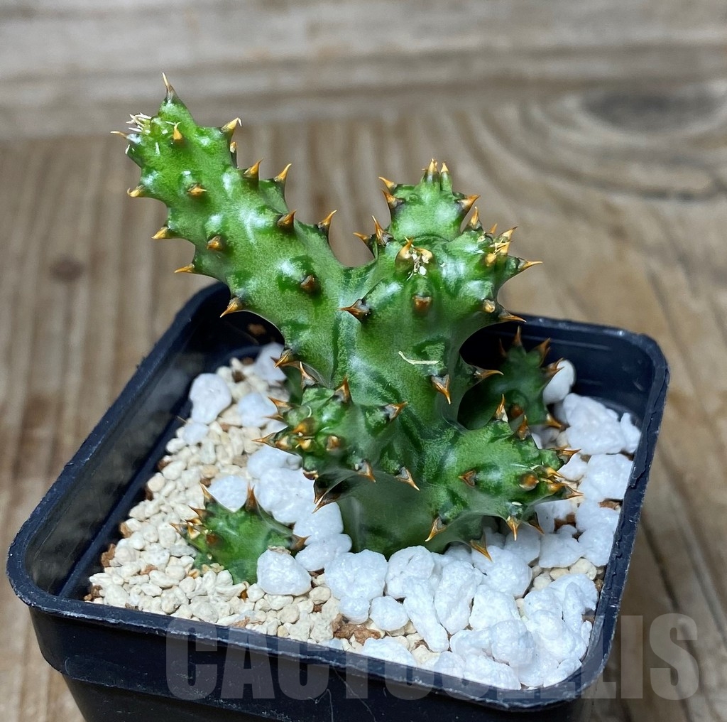 SHPR13344 Edithcolea grandis - Image 2