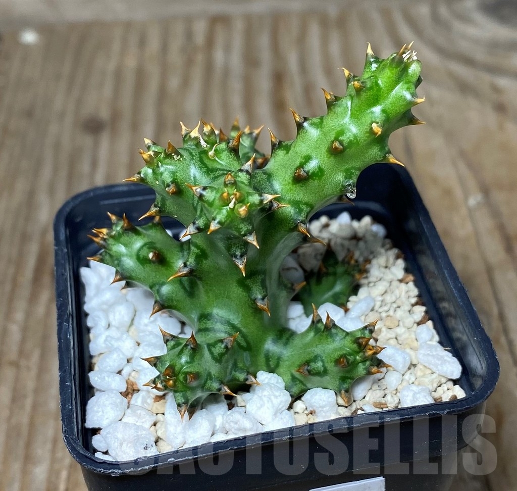 SHPR13344 Edithcolea grandis