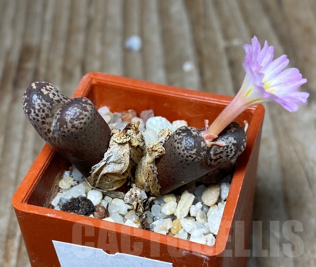 SHPR13345 Conophytum pellucidum