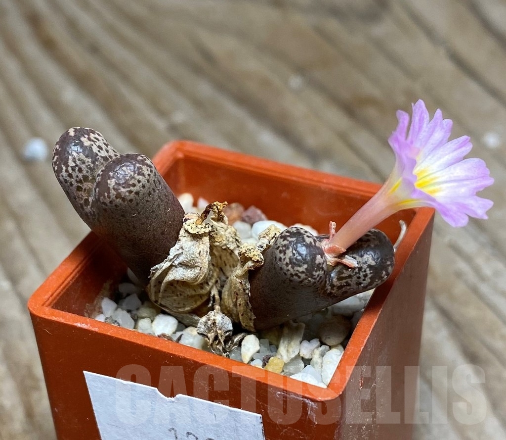 SHPR13345 Conophytum pellucidum - Image 2