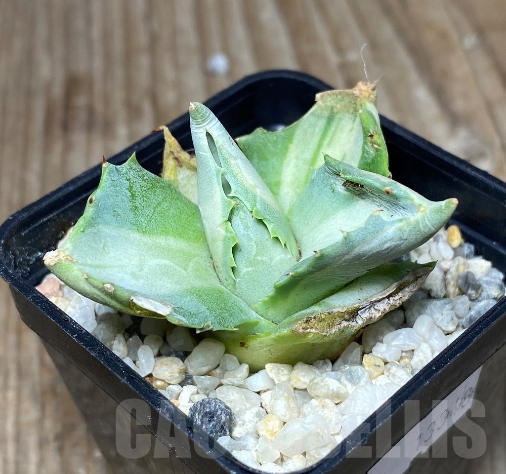 SHPR13348 Agave isthmensis 'Ohi Raijin Shiro Nakafu' - Image 2