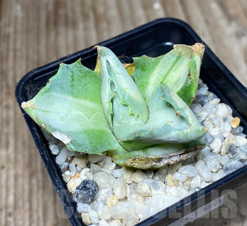 SHPR13348 Agave isthmensis 'Ohi Raijin Shiro Nakafu' - Image 4