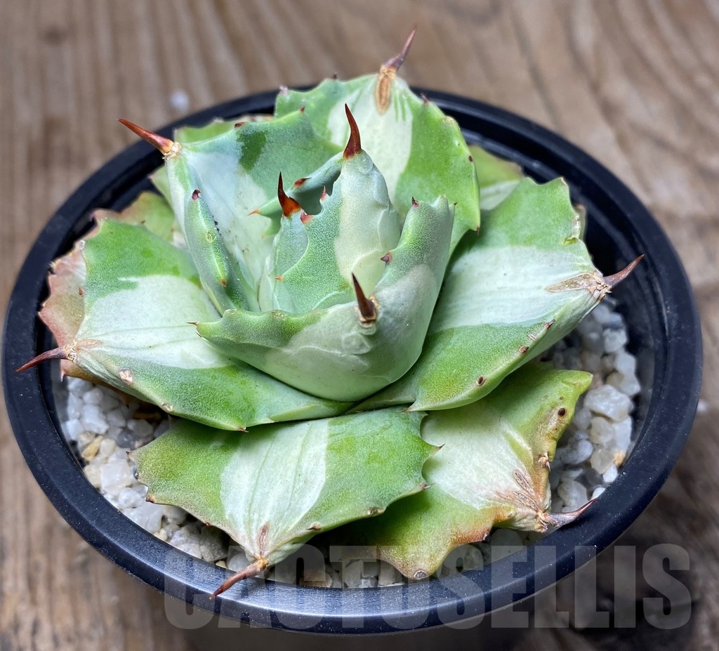 SHPR13349 Agave isthmensis 'Ohi Raijin Shiro Nakafu' – Bild 5