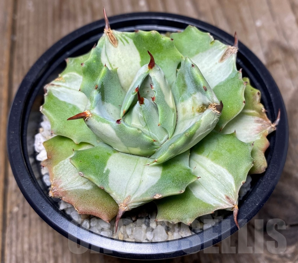 SHPR13349 Agave isthmensis 'Ohi Raijin Shiro Nakafu' – Bild 4