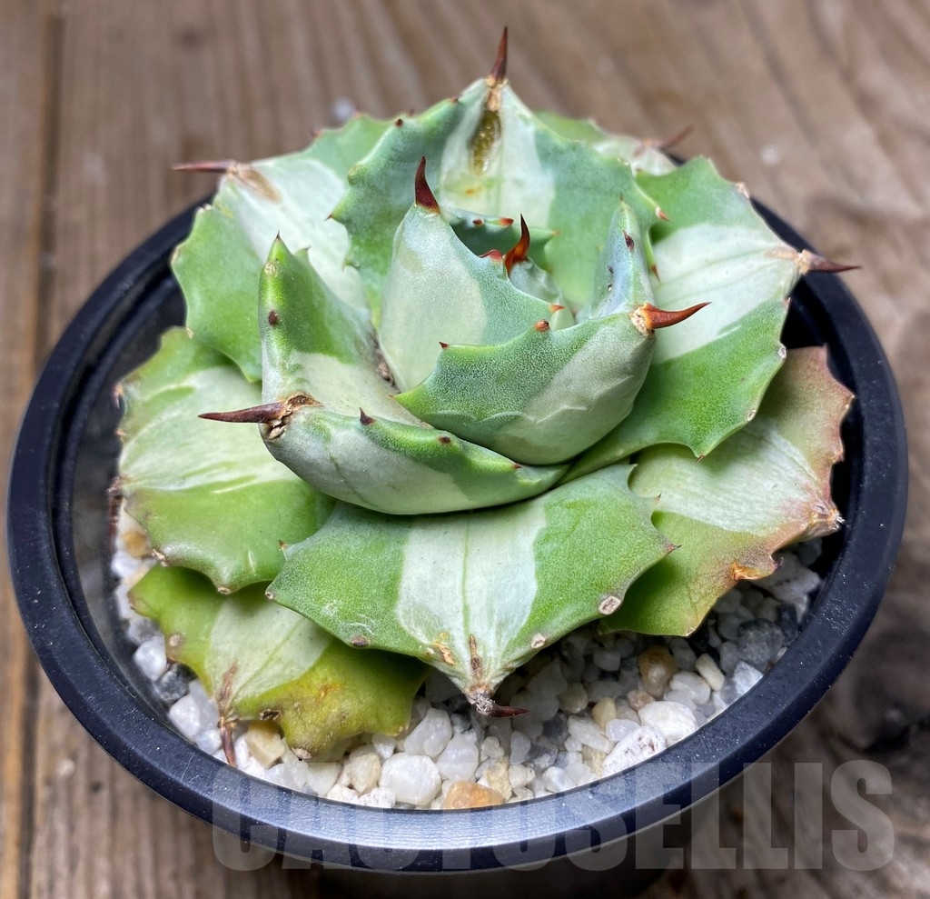 SHPR13349 Agave isthmensis 'Ohi Raijin Shiro Nakafu' – Bild 3