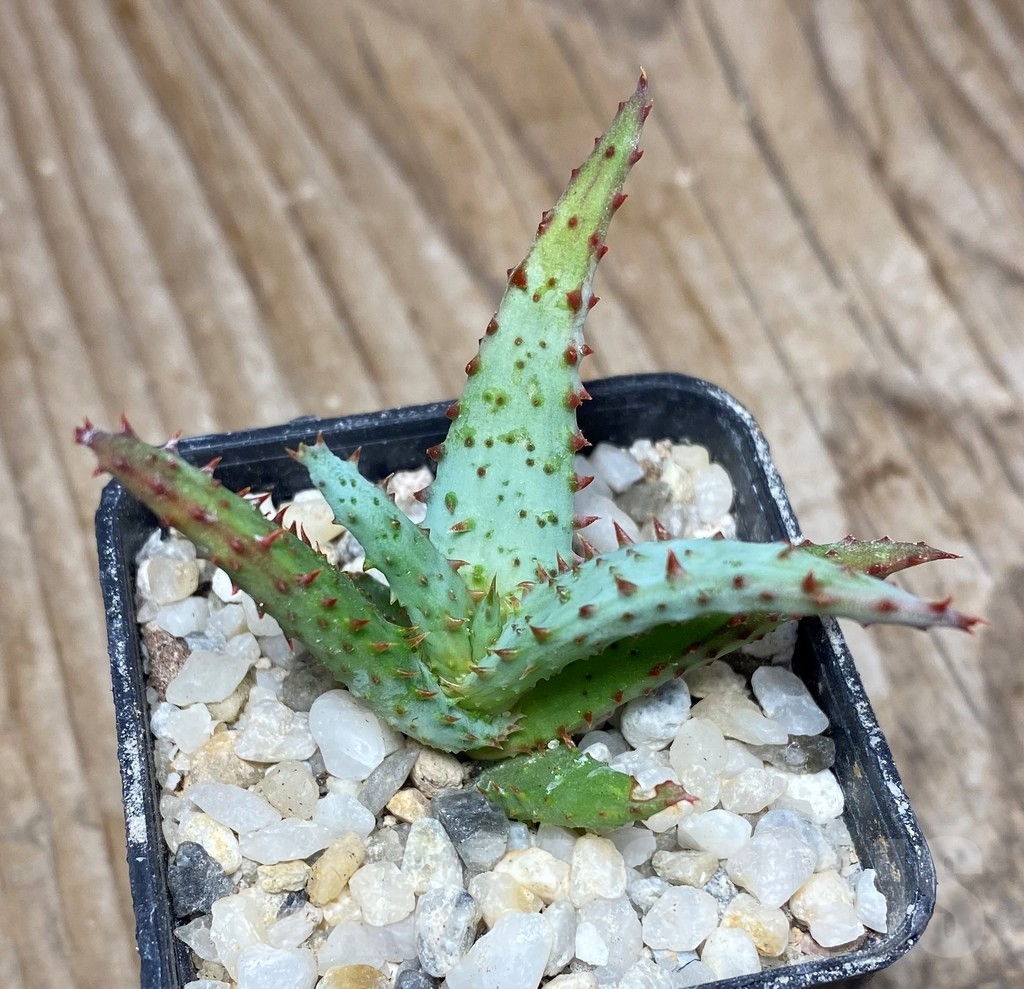 SHPR13318 Aloe castilloniae hybrid - 画像 (3)