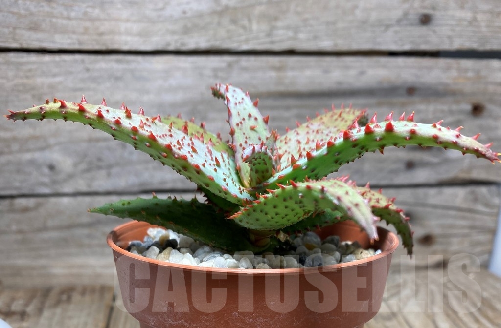 SHPR13350 Aloe castilloniae hybrid - Image 3