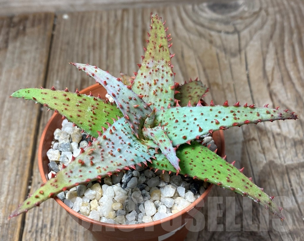 SHPR13350 Aloe castilloniae hybrid - Image 2