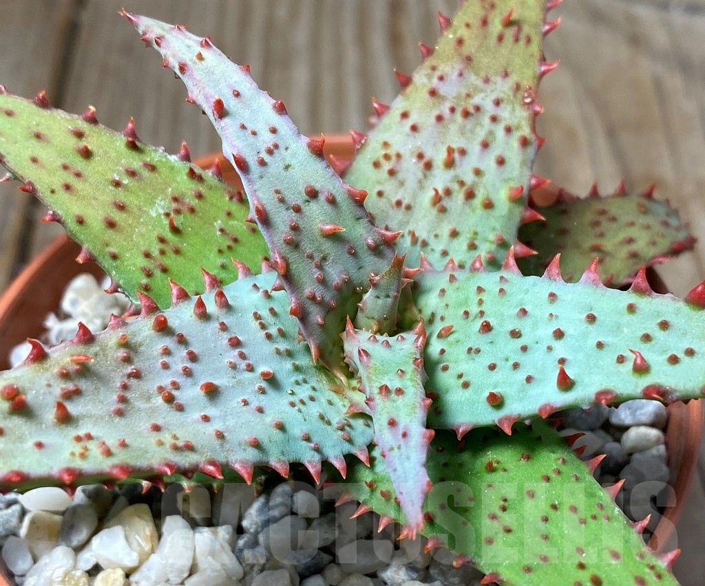 SHPR13318 Aloe castilloniae hybrid