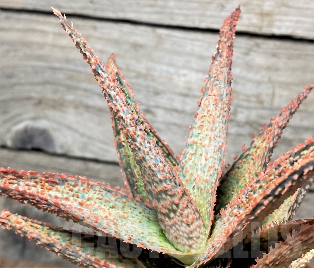 SHPR13351 Aloe hybrid
