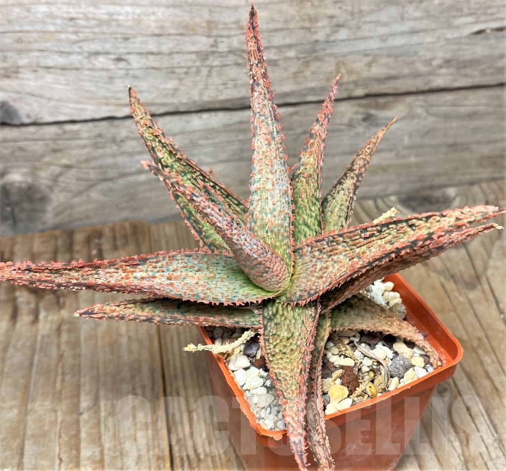 SHPR13351 Aloe hybrid - Image 2