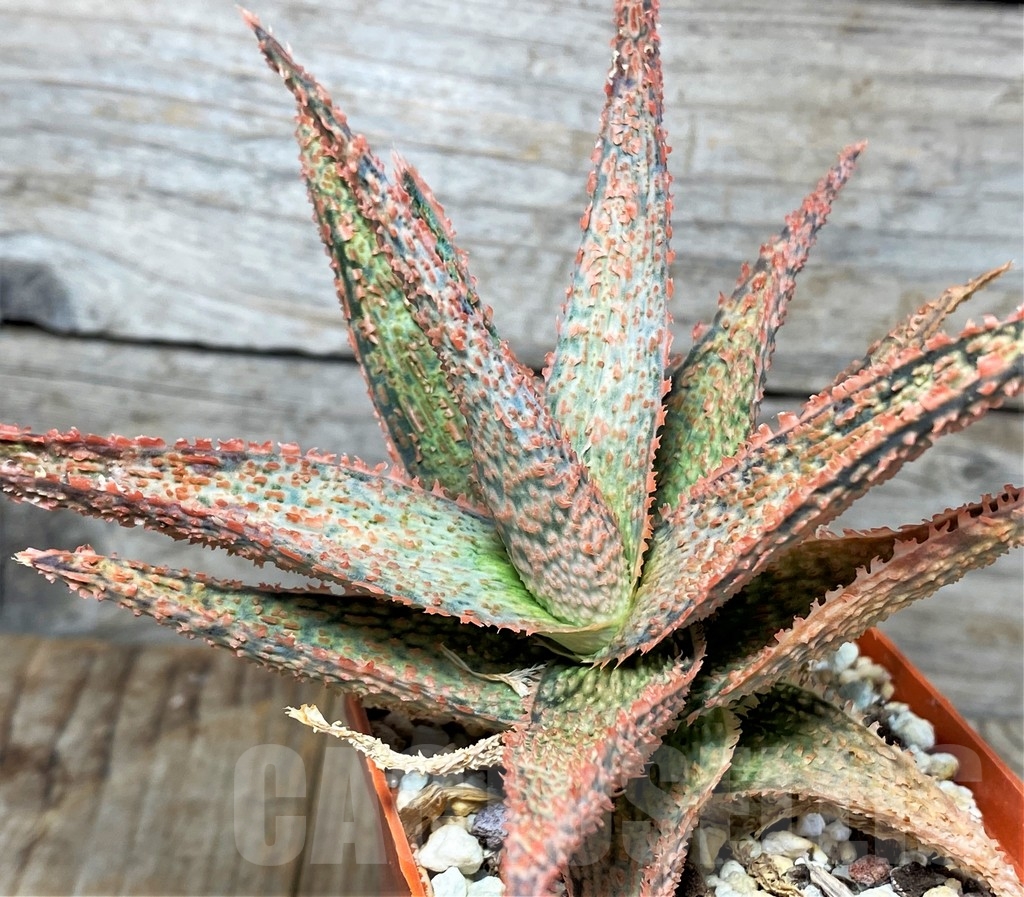 SHPR13351 Aloe hybrid - Image 3