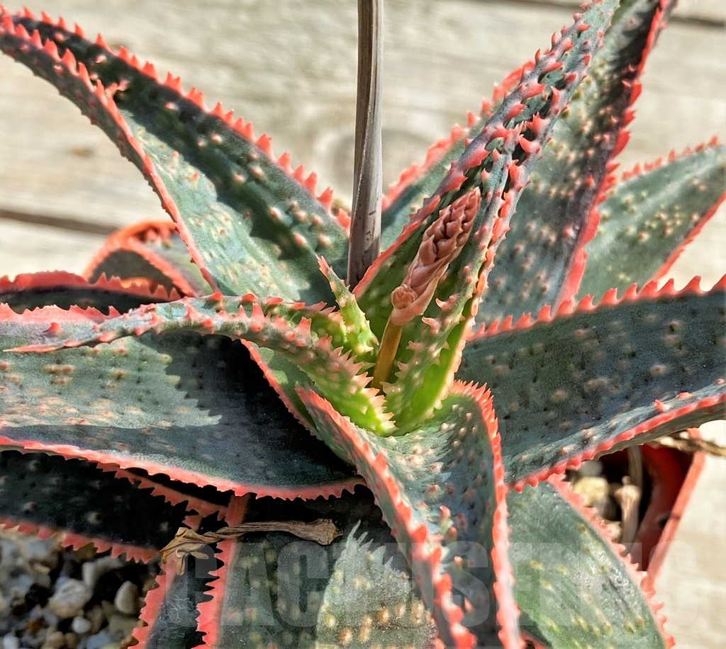 SHPR13355 Aloe 'Christmas Carol'
