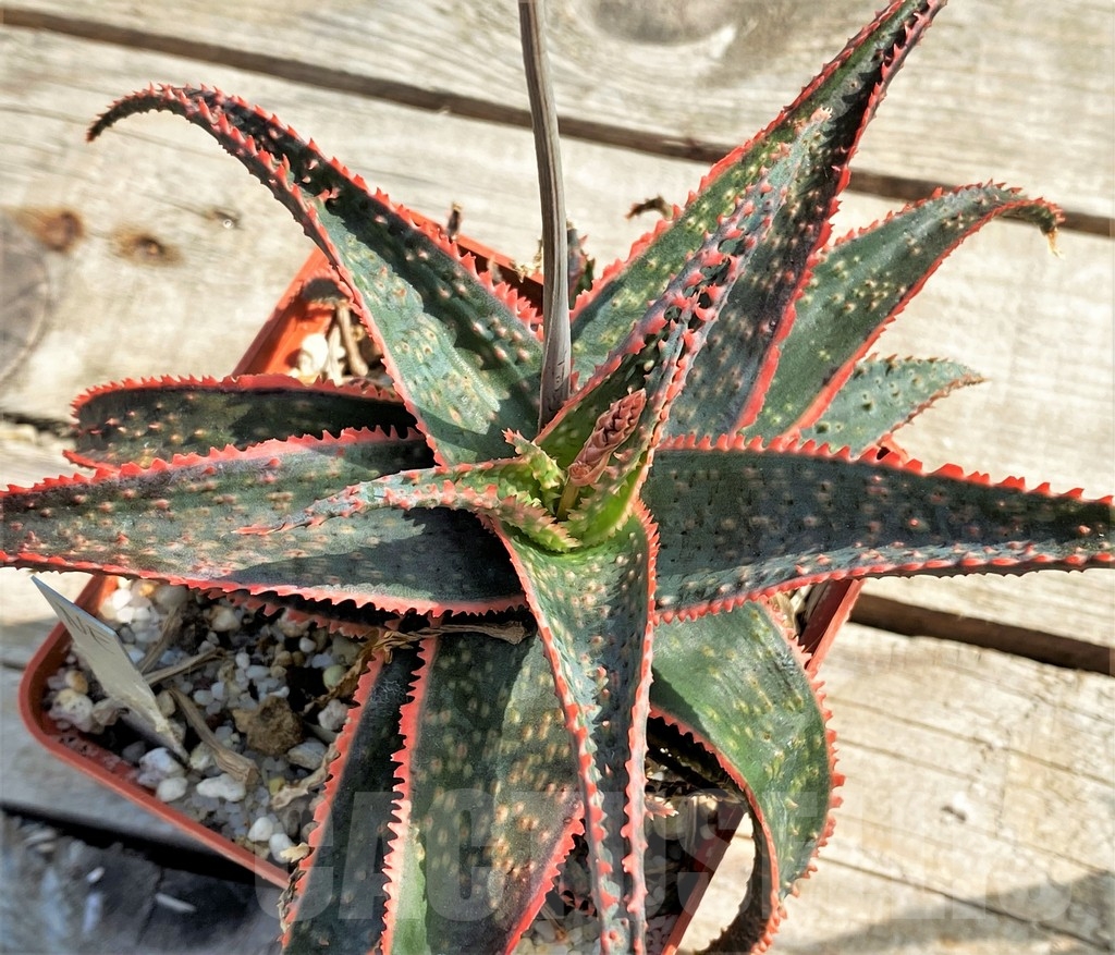 SHPR13355 Aloe 'Christmas Carol' – Image 2