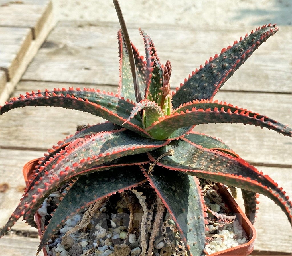 SHPR13355 Aloe 'Christmas Carol' – Image 3