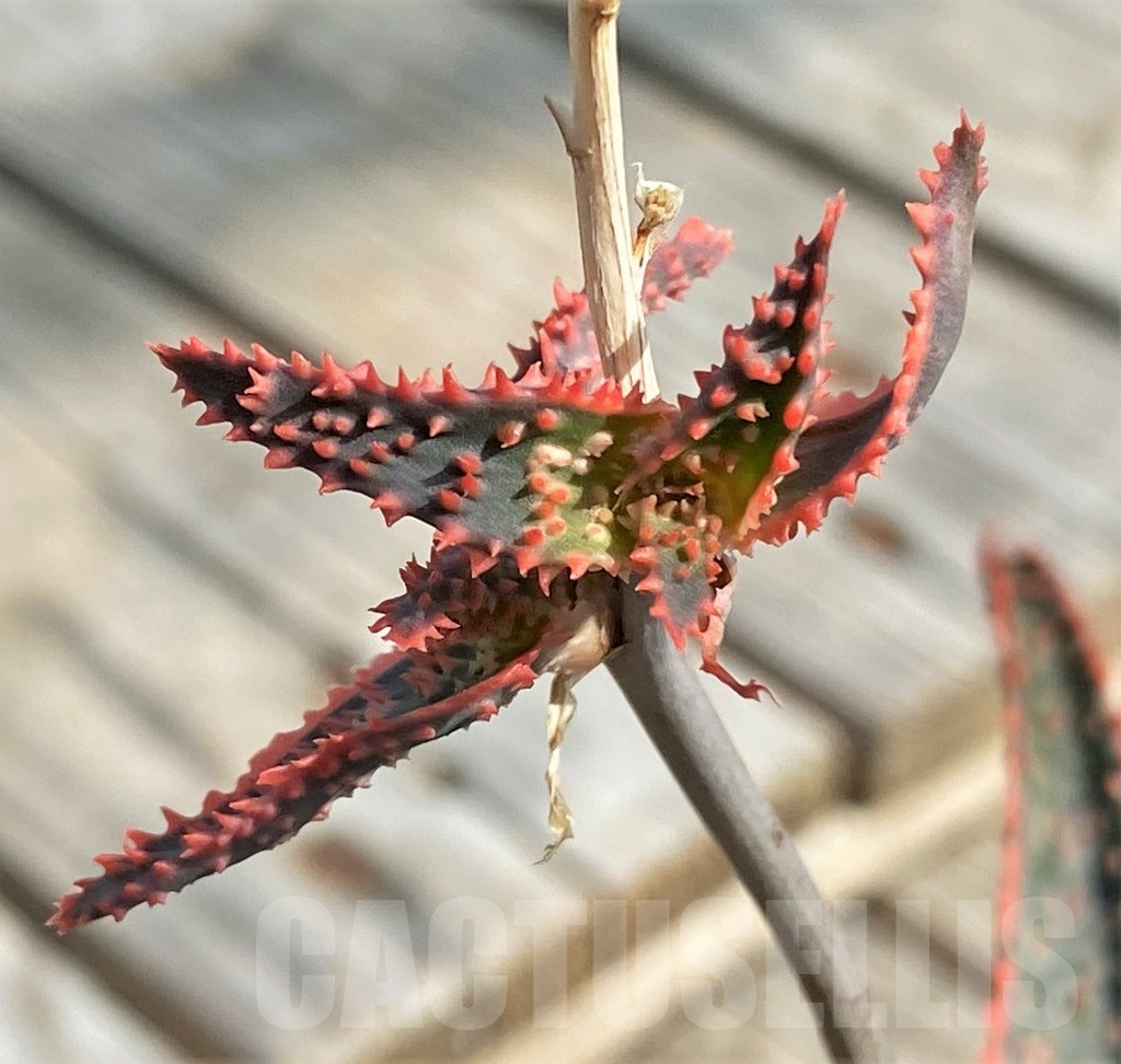 SHPR13355 Aloe 'Christmas Carol' – Image 4