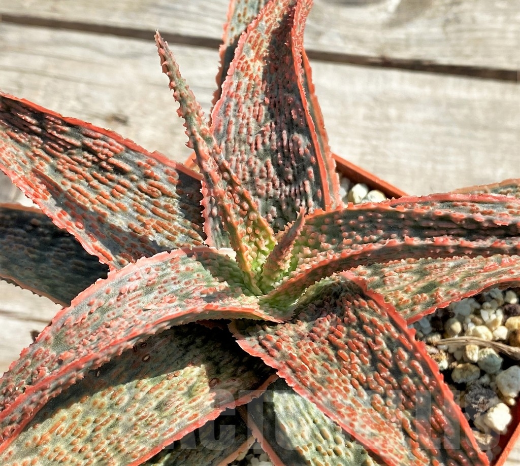 SHPR13356 Aloe 'Franco' x 'Christmas Carol' – Image 4