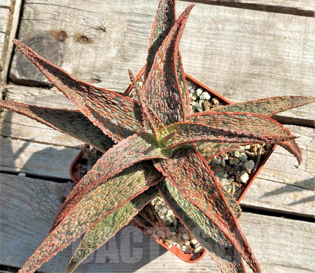 SHPR13356 Aloe 'Franco' x 'Christmas Carol' – Image 3