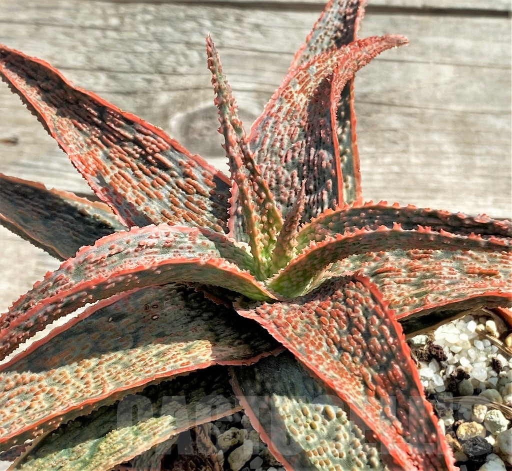 SHPR13356 Aloe 'Franco' x 'Christmas Carol' – Image 2