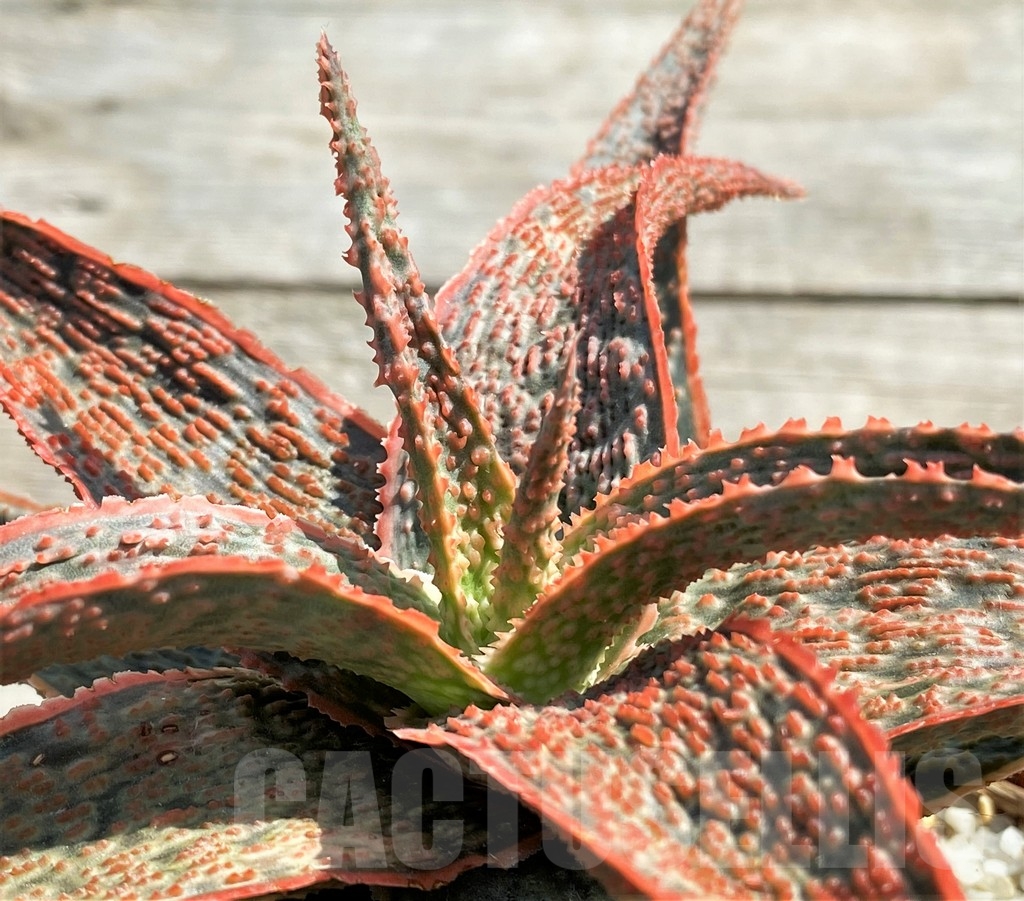 SHPR13356 Aloe 'Franco' x 'Christmas Carol'