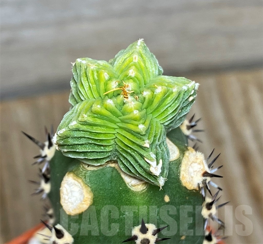 SHPR13360 Aztekium valdezii VM 10425, grafted – Image 2