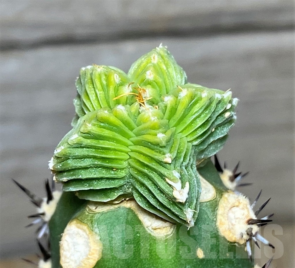 SHPR13360 Aztekium valdezii VM 10425, grafted