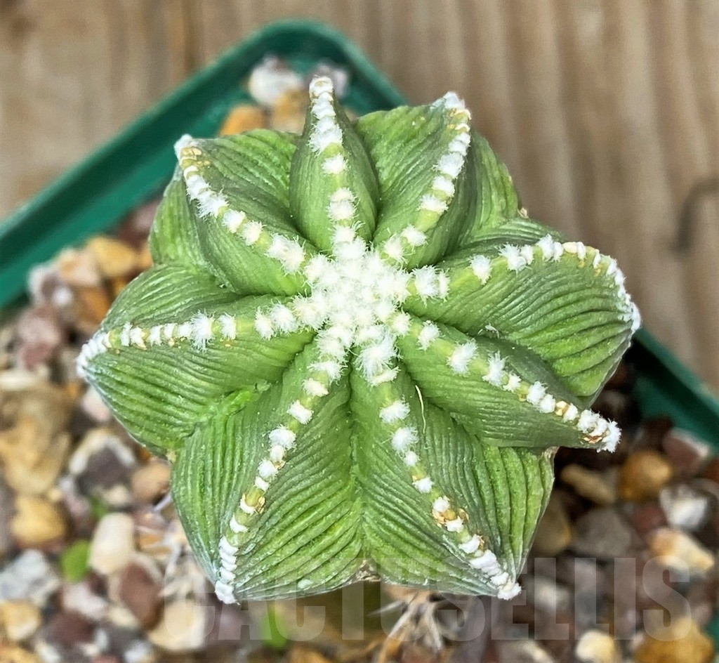 SHPR13361 Aztekium hintonii, grafted