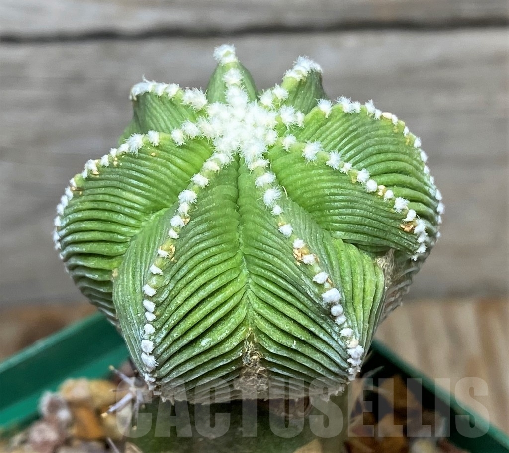 SHPR13361 Aztekium hintonii, grafted – Image 2