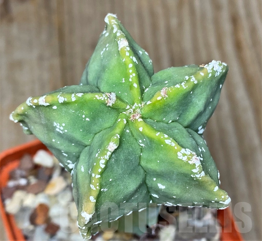 SHPR13362 Astrophytum myriostigma 'Hakuun', grafted