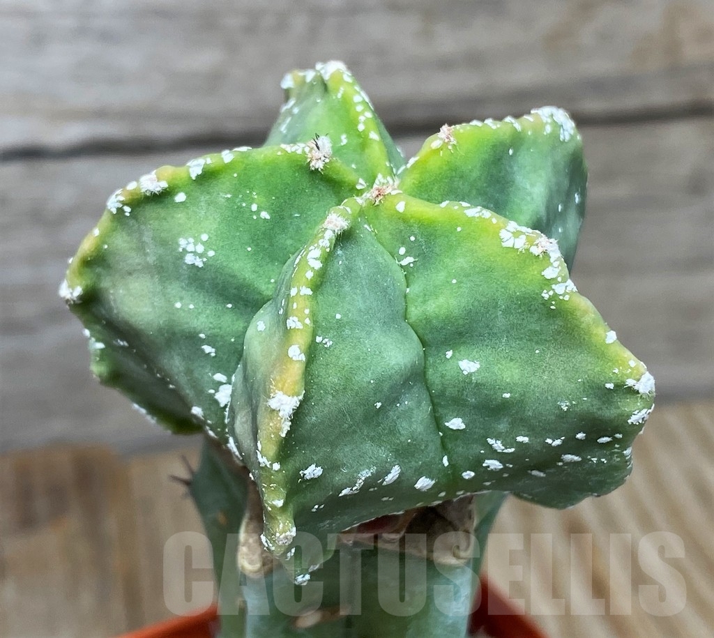 SHPR13362 Astrophytum myriostigma 'Hakuun', grafted – Bild 2