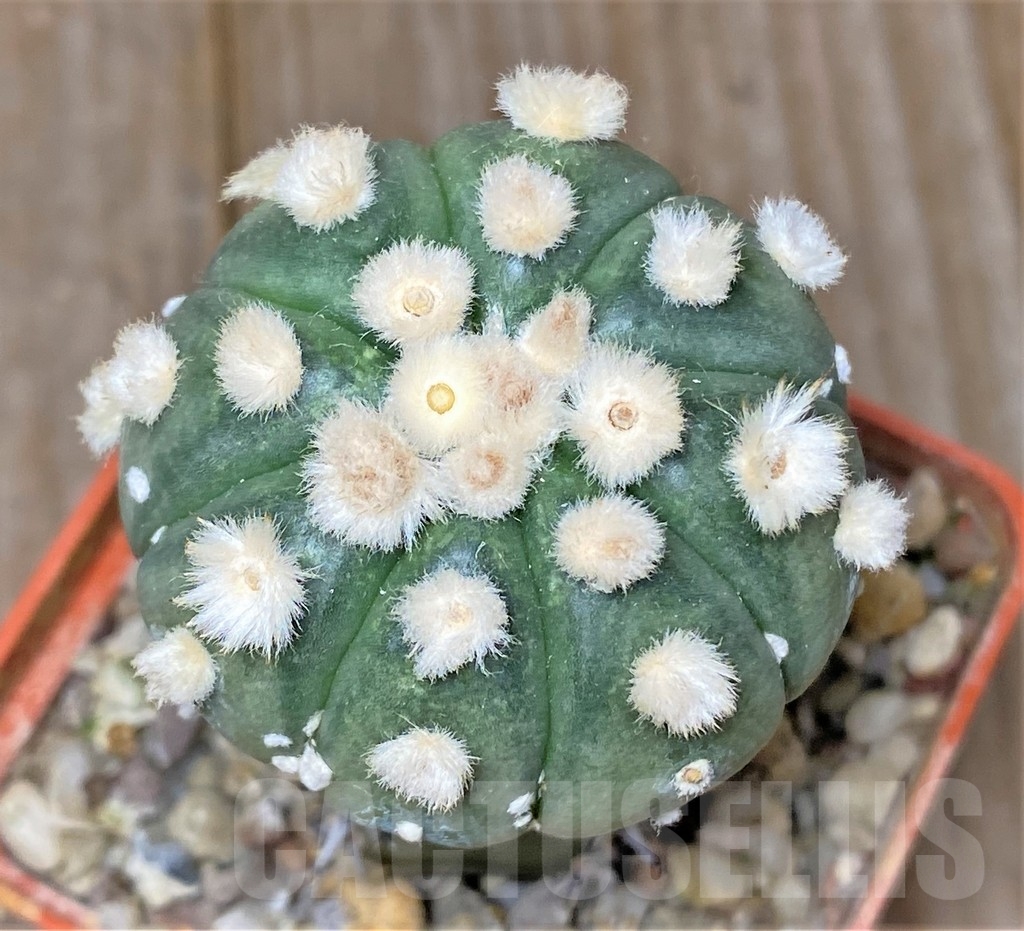 SHPR13363 Astrophytum asterias 'Ooibo', grafted