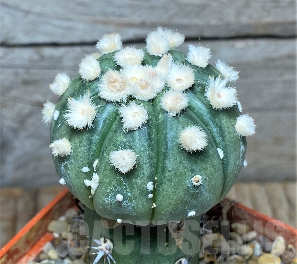 SHPR13363 Astrophytum asterias 'Ooibo', grafted – Image 2