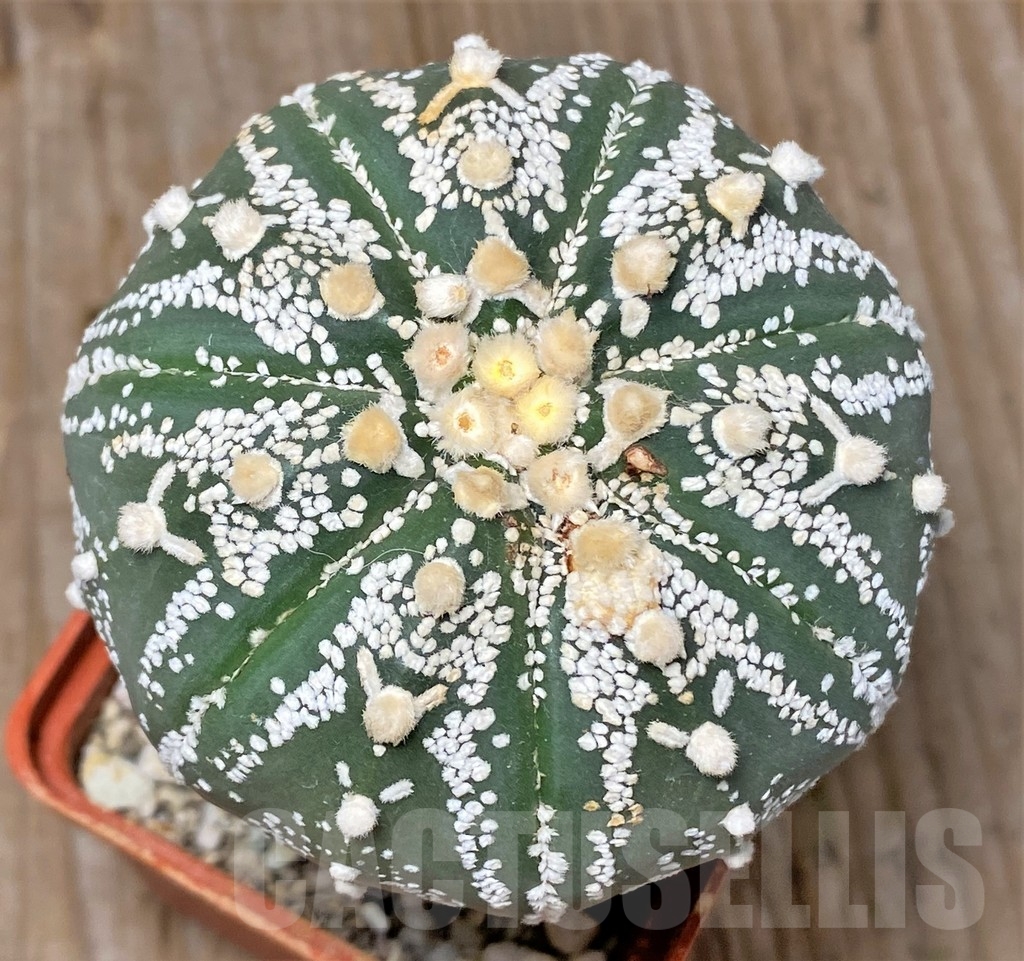 SHPR13366 Astrophytum asterias 'Super Kabuto' V-type, grafted