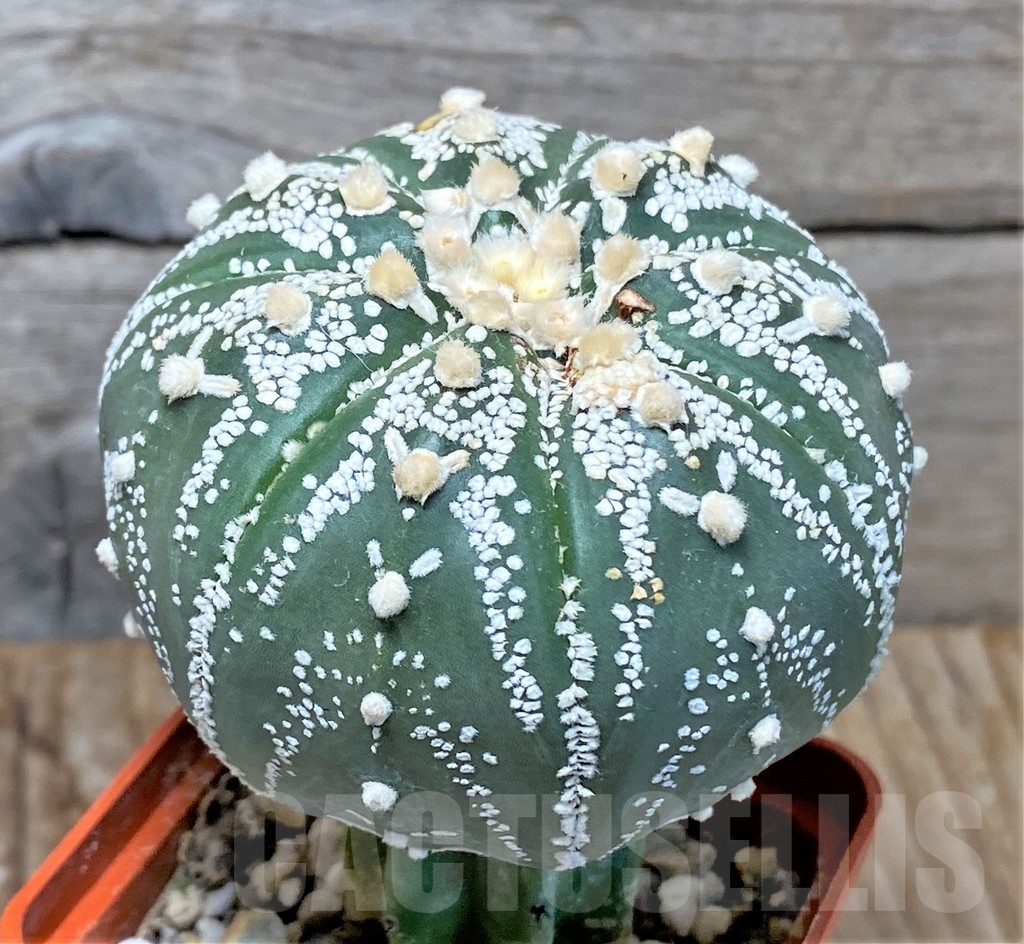 SHPR13366 Astrophytum asterias 'Super Kabuto' V-type, grafted – Bild 2