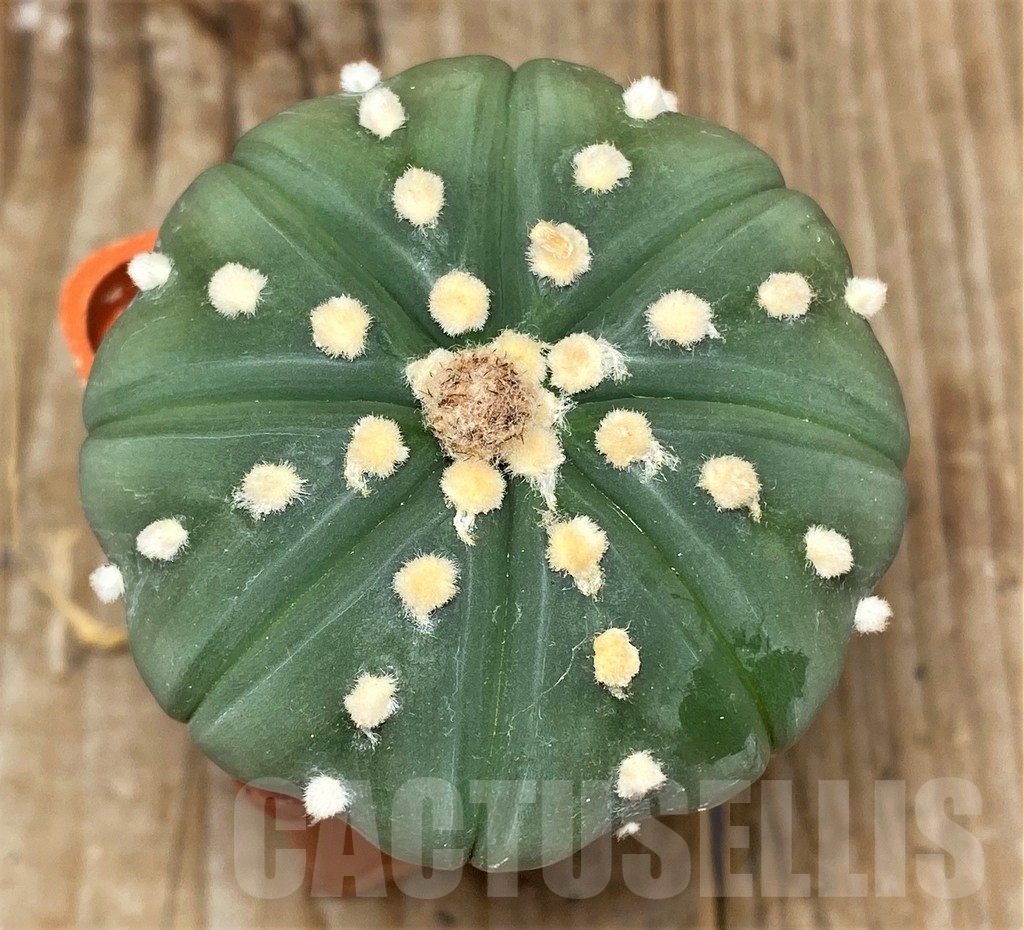 SHPR13369 Astrophytum asterias f. nudum, grafted