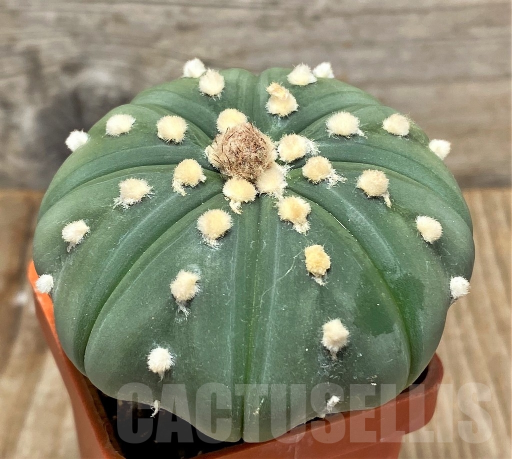 SHPR13369 Astrophytum asterias f. nudum, grafted - Image 2