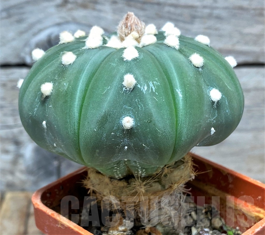 SHPR13369 Astrophytum asterias f. nudum, grafted - Image 3