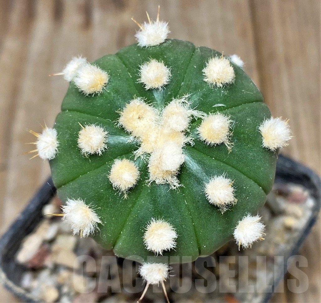 SHPR13376 Astrophytum asterias hybrid, grafted
