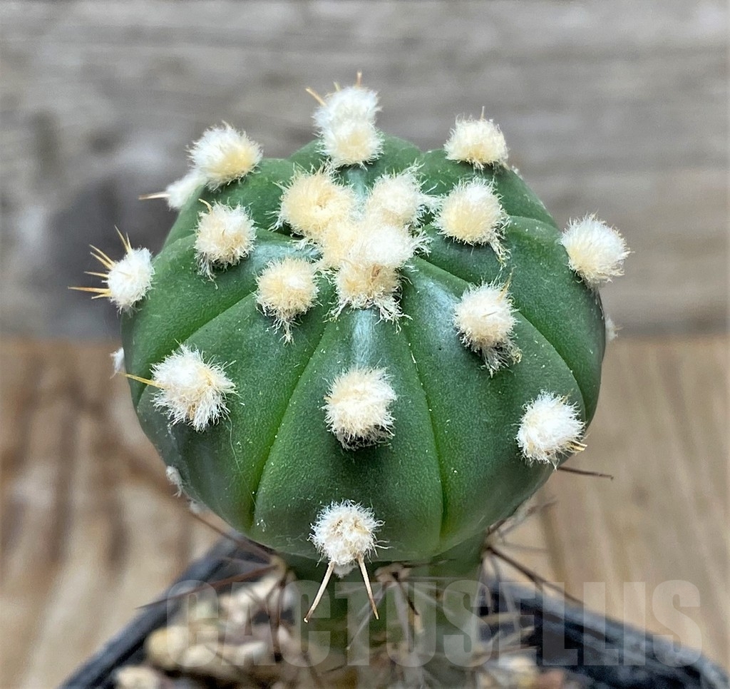 SHPR13376 Astrophytum asterias hybrid, grafted - Image 2