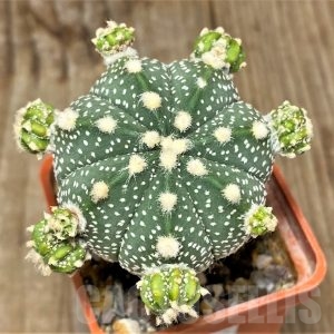 SHPR13378 Astrophytum asterias hybrid, grafted – Cactus-online