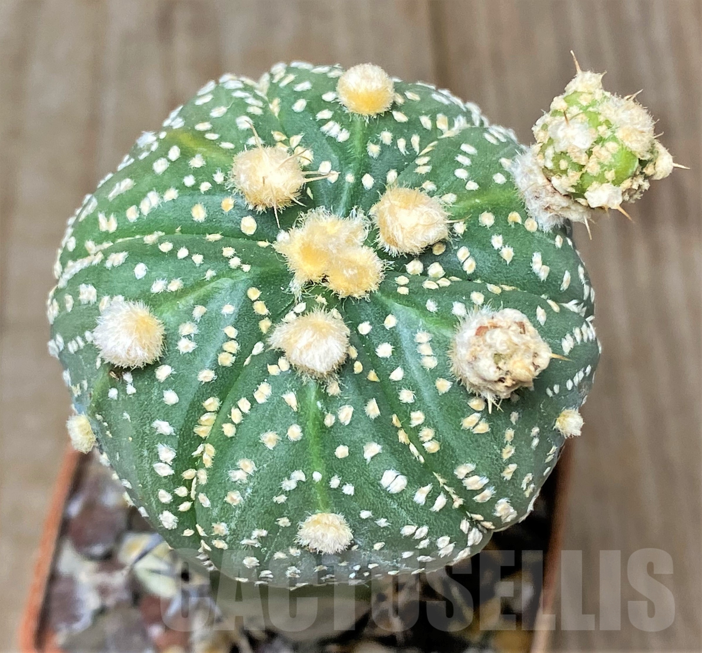 SHPR13381 Astrophytum asterias hybrid, grafted