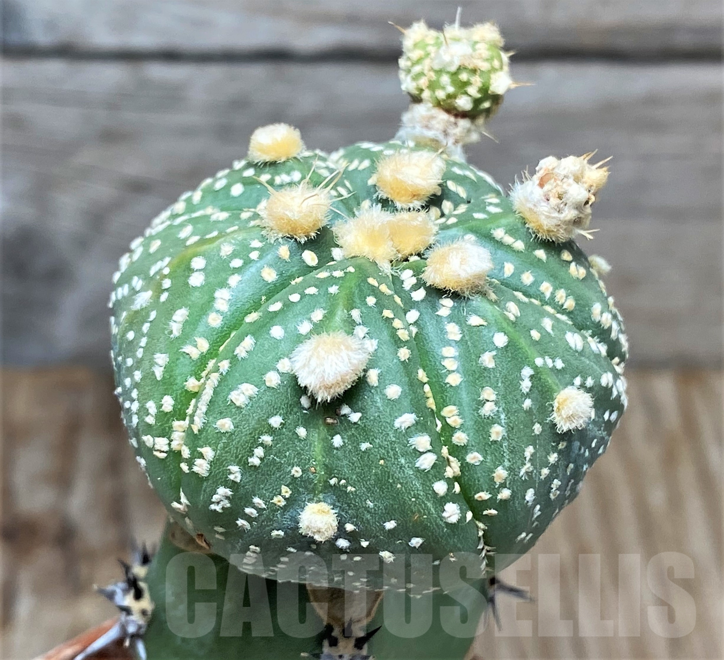 SHPR13381 Astrophytum asterias hybrid, grafted - Image 2