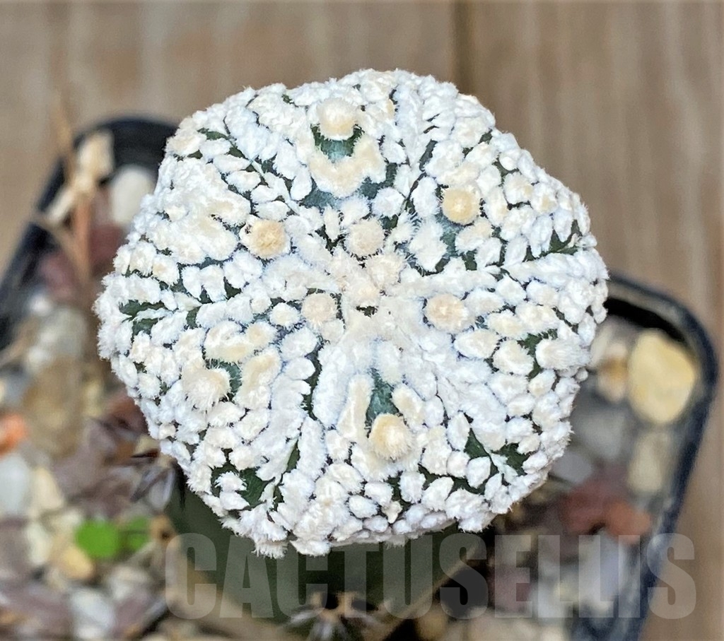 SHPR13384 Astrophytum asterias 'Super Kabuto' snow, grafted