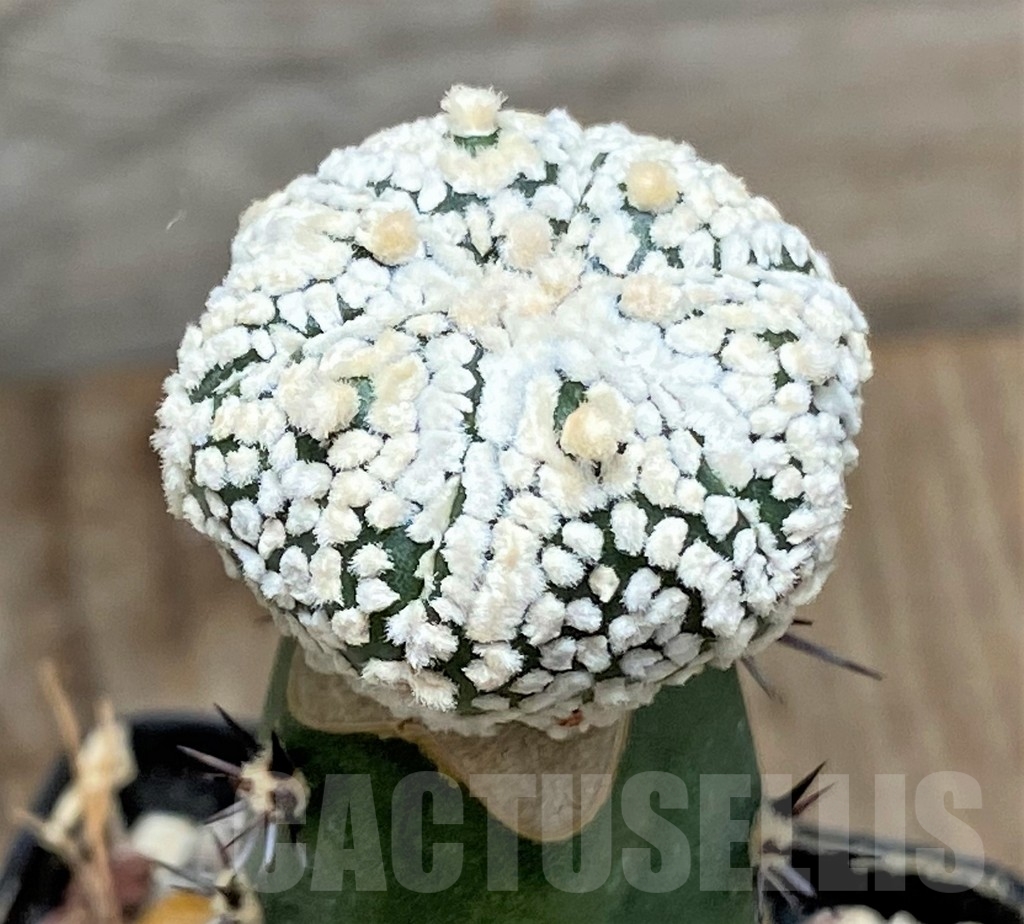 SHPR13384 Astrophytum asterias 'Super Kabuto' snow, grafted - Зображення 2
