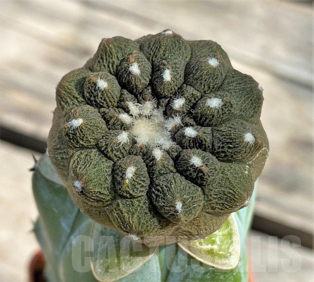 SHPR13387 Copiapoa hypogaea 'Lizard Skin', grafted - Зображення 3