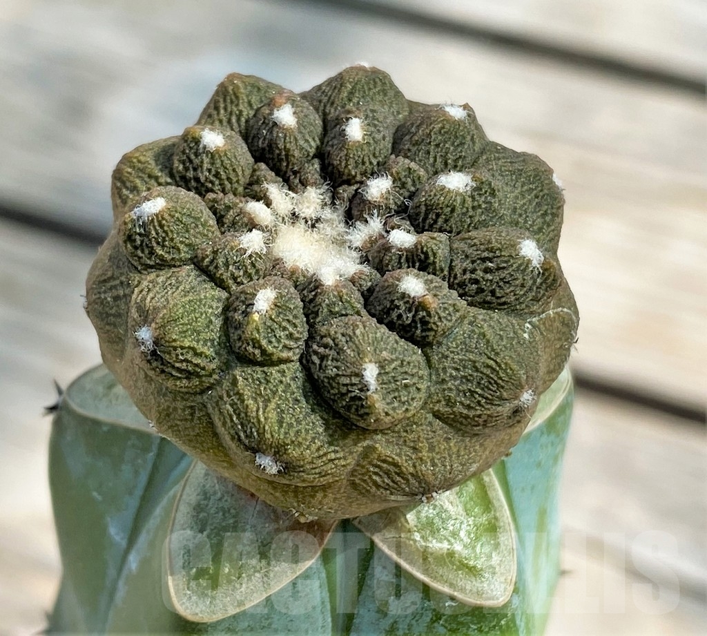 SHPR13387 Copiapoa hypogaea 'Lizard Skin', grafted - Зображення 2